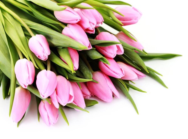 розовые тюльпаны