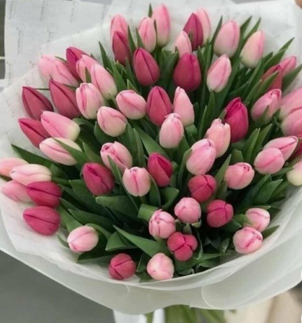 розовые тюльпаны