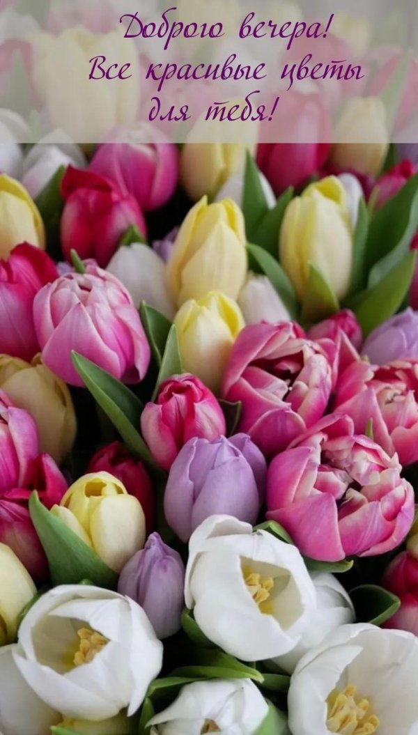 тюльпан букетный