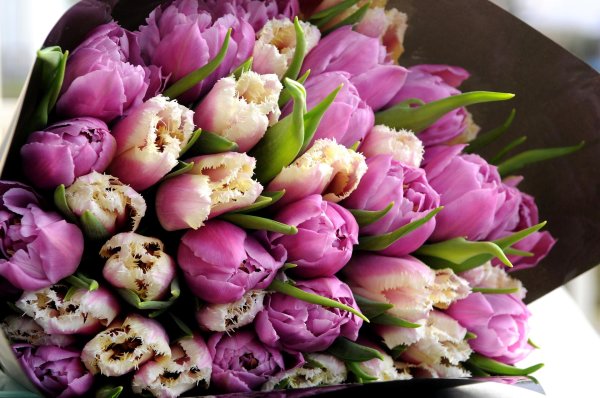 тюльпан пионовидный