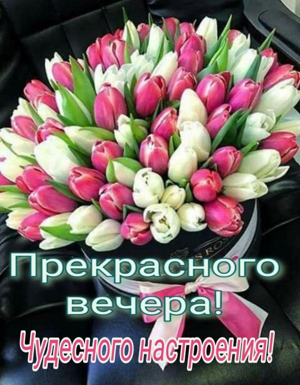 красивые тюльпаны