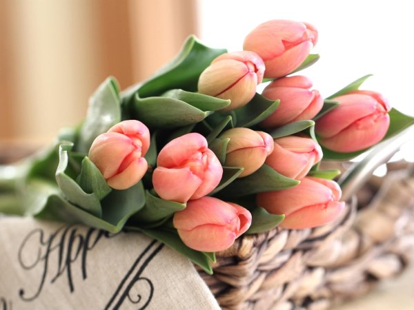 тюльпан thijs boots