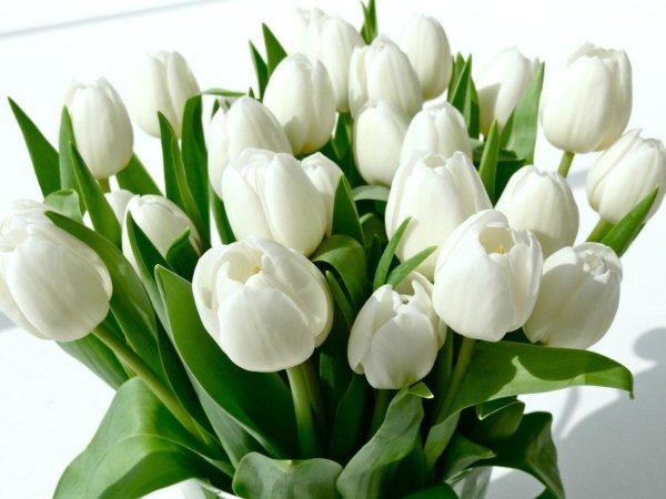 тюльпан навона