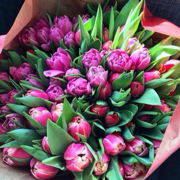 пионовидные тюльпаны