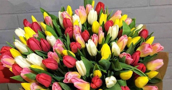 101 тюльпан микс