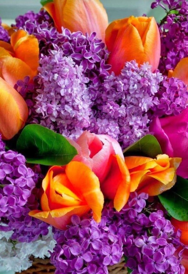 цветки сирени