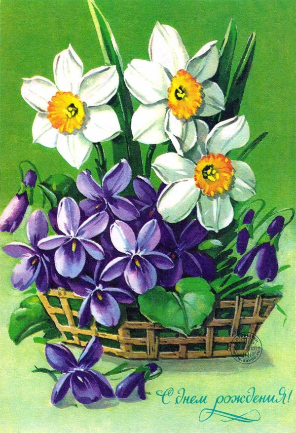 нарцисс recurvus