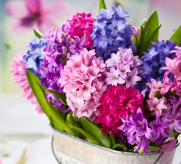 гиацинт цветок