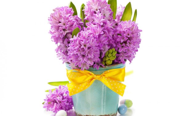 горшечный гиацинт