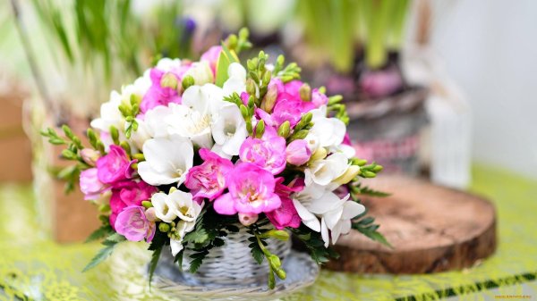 цветок фрезии