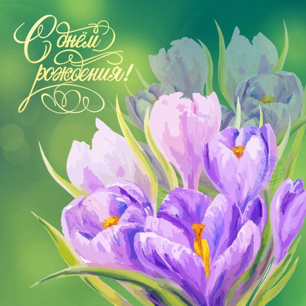 крокусы елена тенер