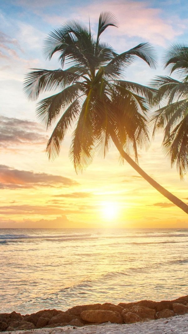пальма на закате