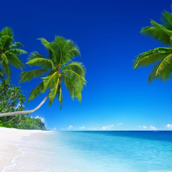 океан пальмы