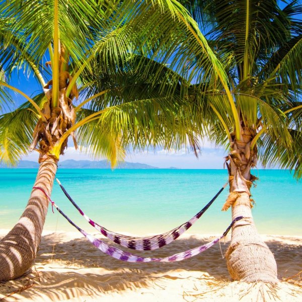 пляж пальма