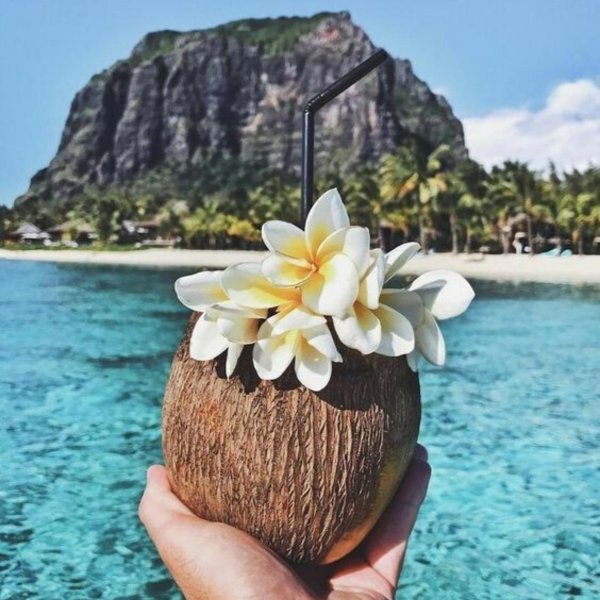 плюмерия франжипани