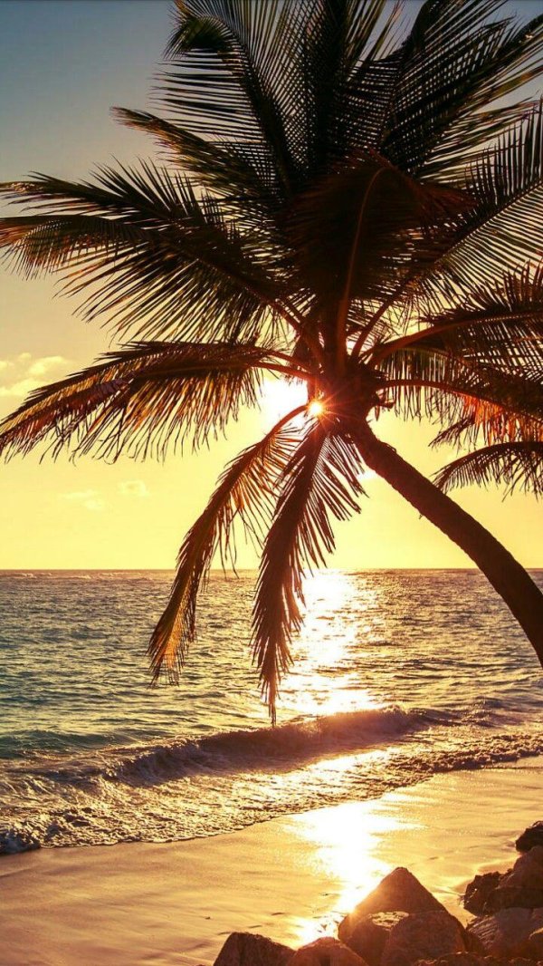 пальма закат