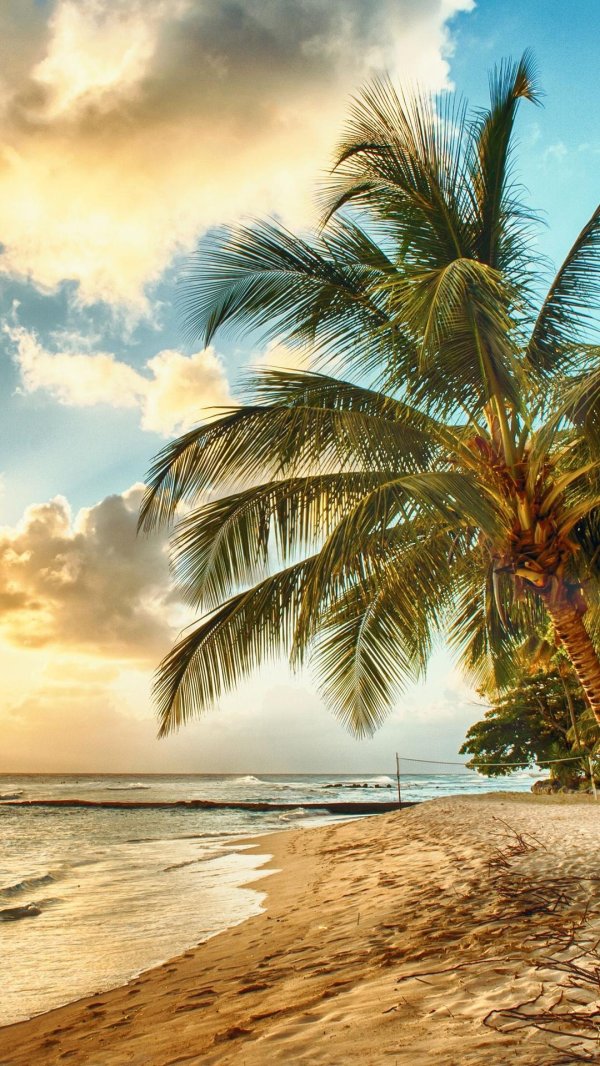 побережье с пальмами