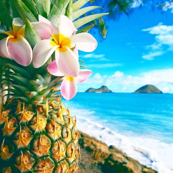 ананас тайланд