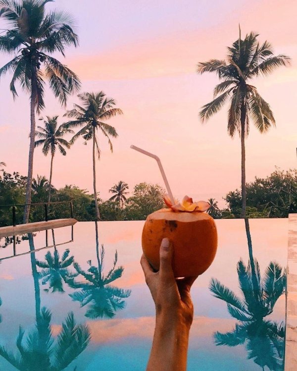 шри ланка кокосы