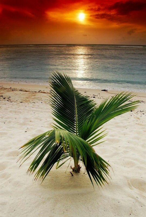 парадиз остров карибского моря