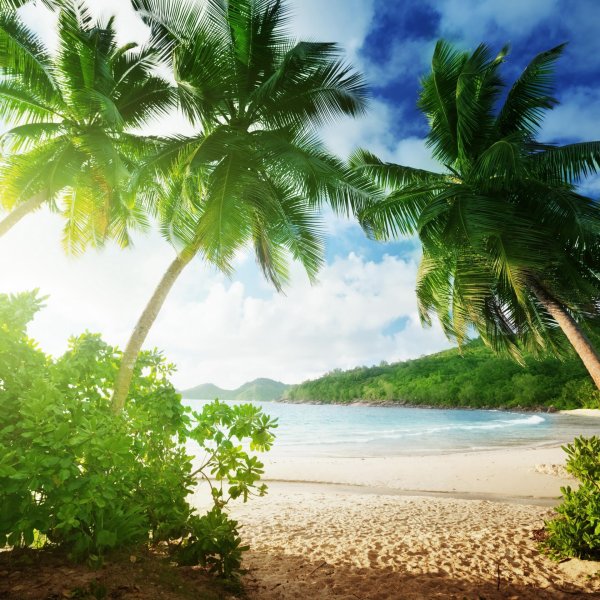 пляж с пальмами