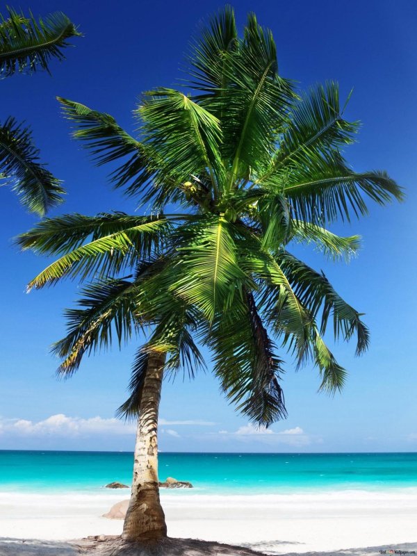 парадиз остров карибского моря