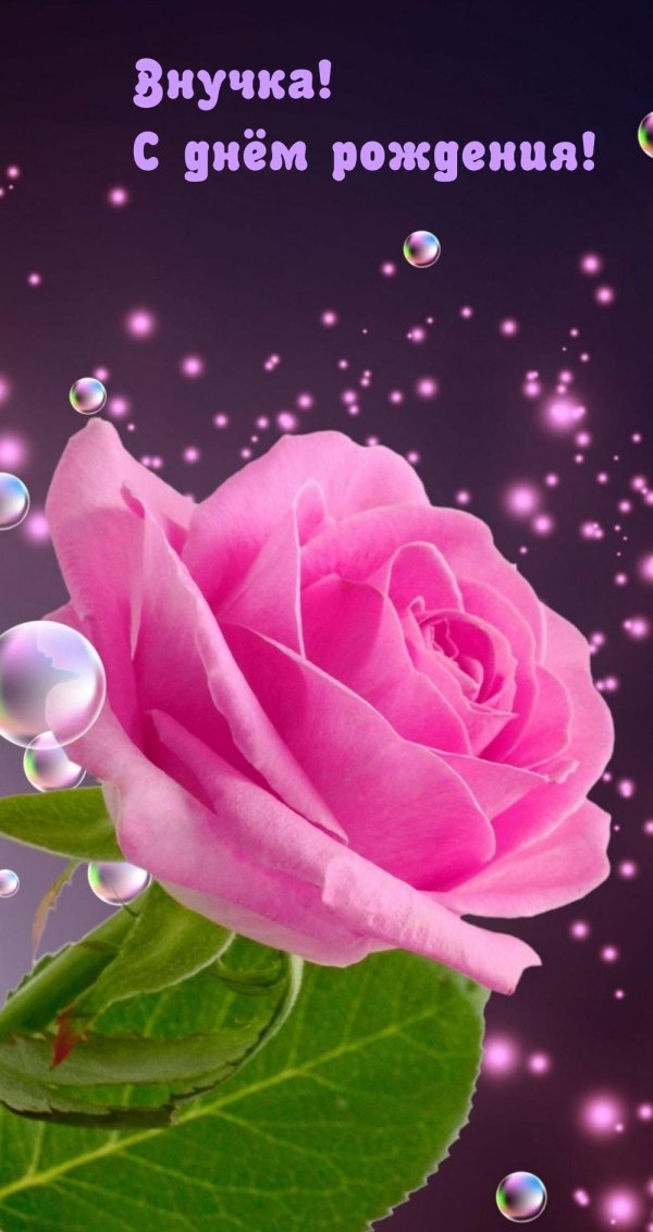 розовая роза