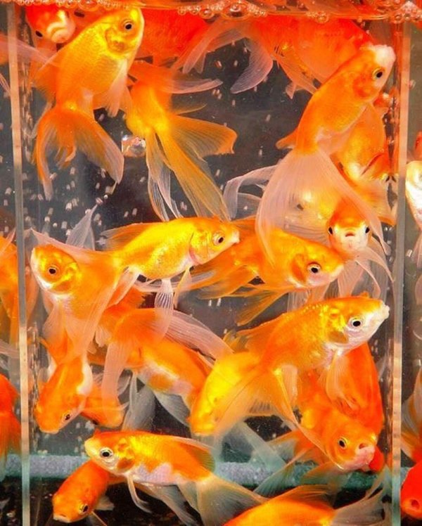 рыбка комета аквариумная