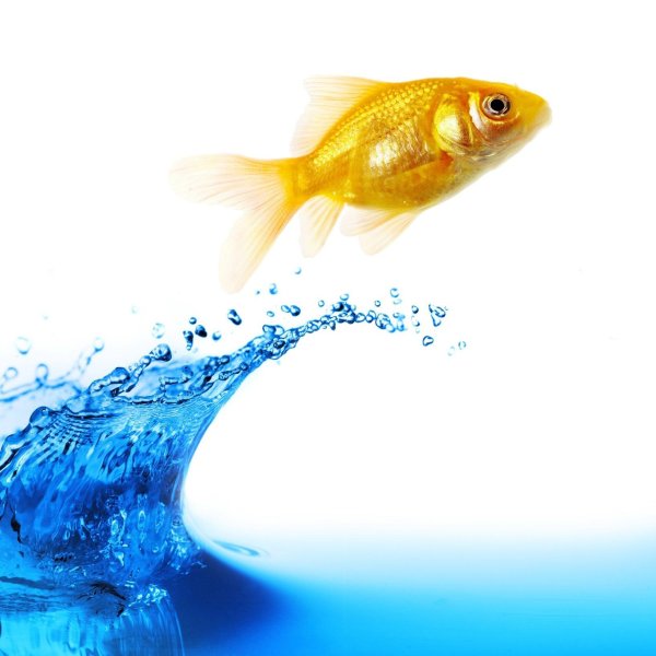 рыба выпрыгивает из воды