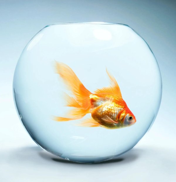 аквариум с рыбками