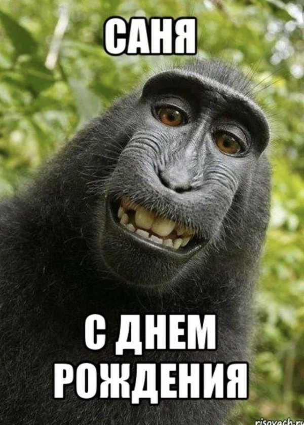 бибизяны мемы