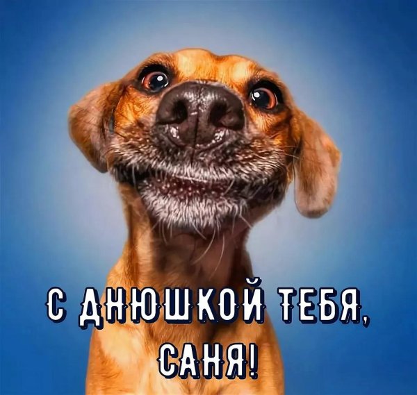 смешная морда собаки