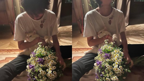 ромашки земфира