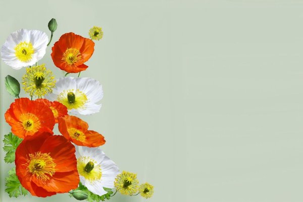 цветки мака