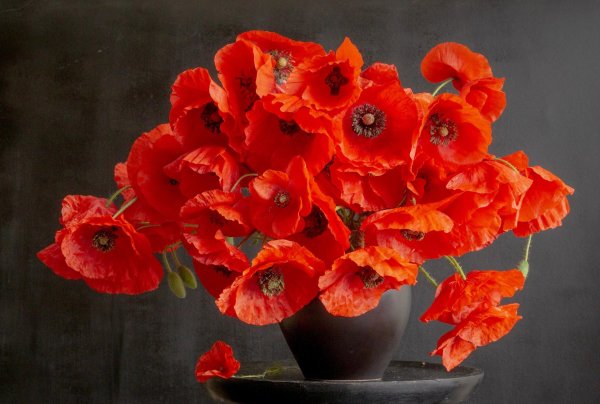 цветки мака