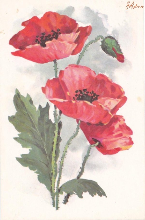 цветок мака рисунок