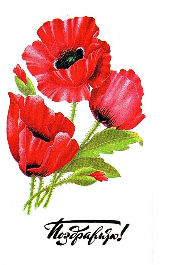 советские открытки цветы