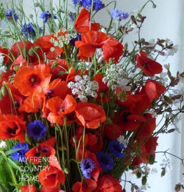 мак полевой цветок