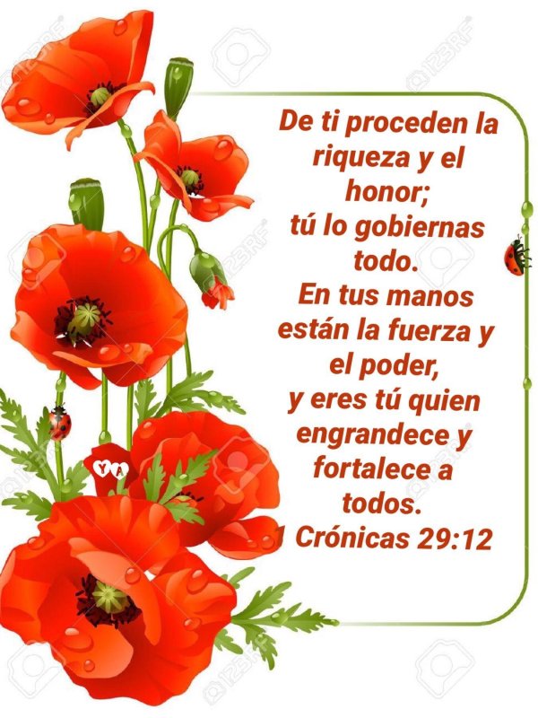 мак на прозрачном фоне