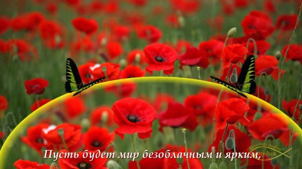 красивые маки