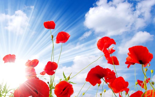 маковое поле