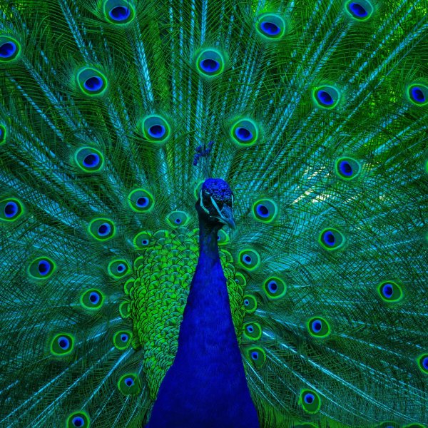 Павлина с днем рождения