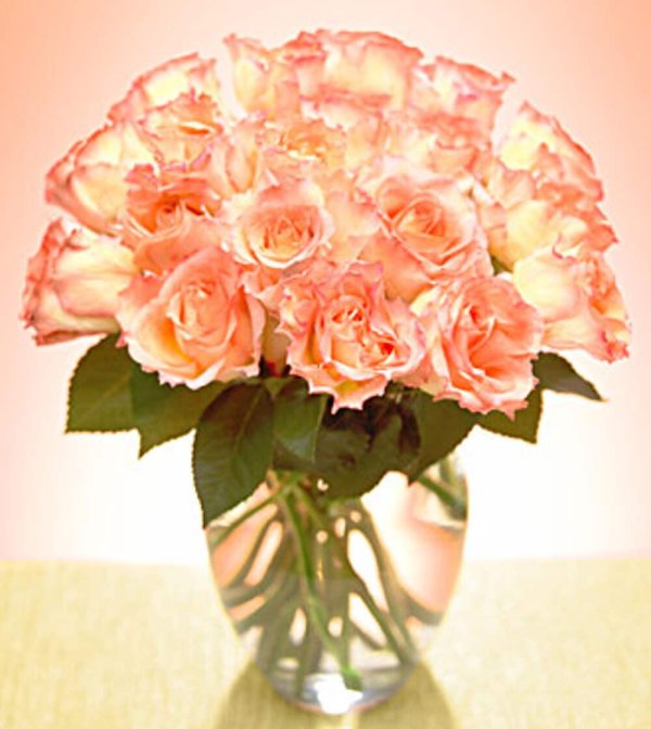 роза персиковая