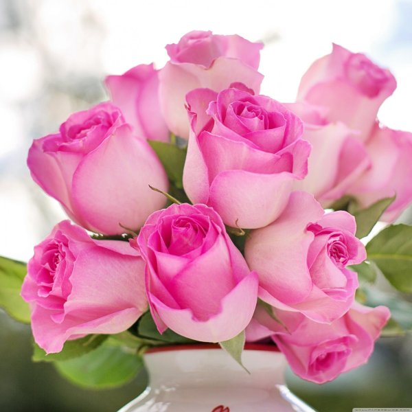 розовая роза