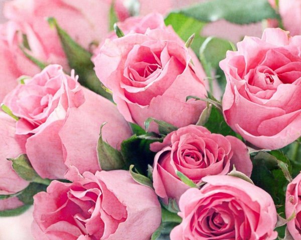 роза розовая