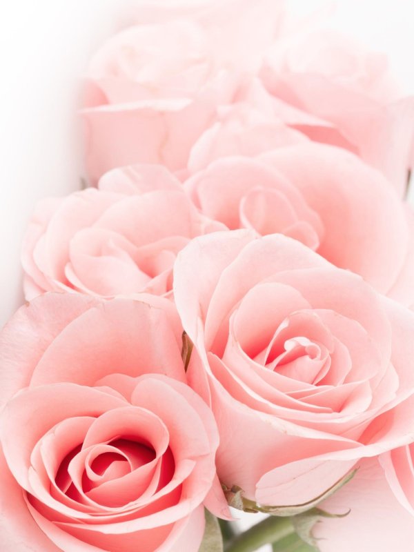 роза открытка