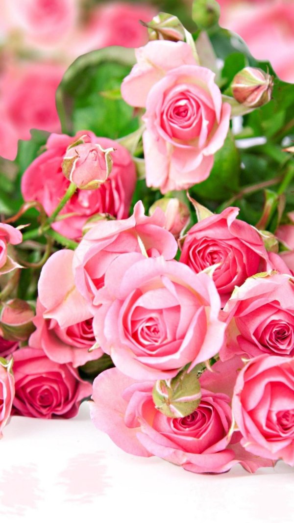 открытка с розами