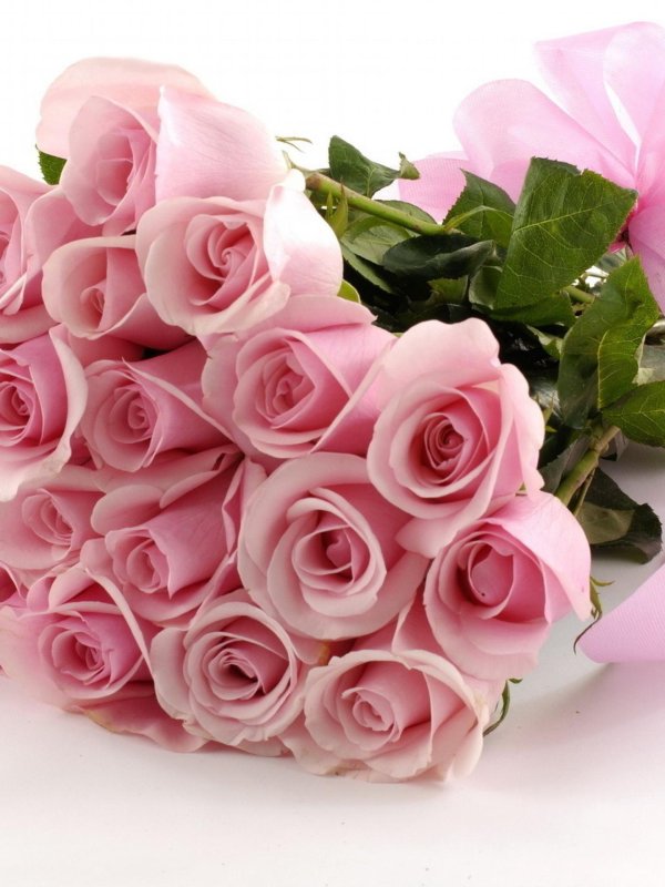 розовая роза