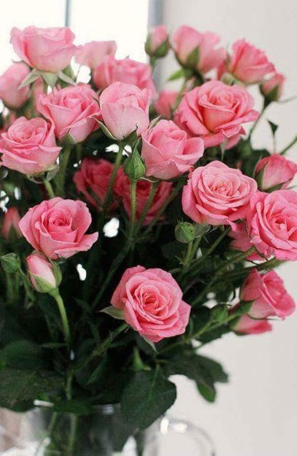 роза спрей одилия