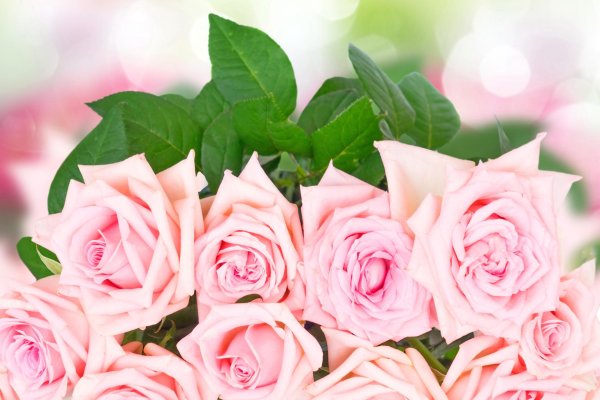 розы пинк фловерс